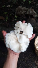 Pleurotus