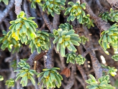 Thymelaea tinctoria nivalis