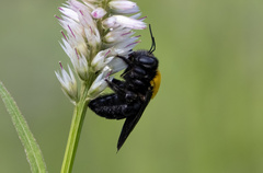 Xylocopa aestuans