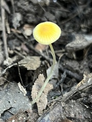 Mycena crocea