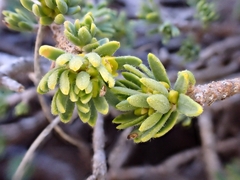Thymelaea tinctoria nivalis