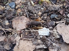 Cycloptilum comprehendens