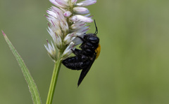 Xylocopa aestuans