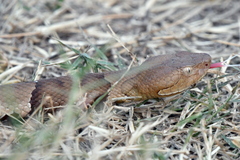 Agkistrodon laticinctus