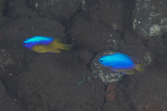 Pomacentrus auriventris