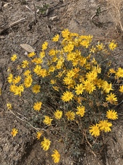 Eriophyllum lanatum