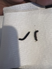 Callopistria floridensis