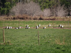Oressochen melanopterus