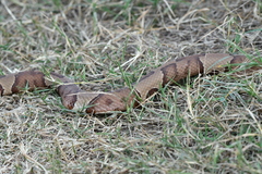 Agkistrodon laticinctus