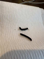 Callopistria floridensis