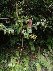 Chiococca phaenostemon