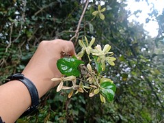 Tetrapterys discolor