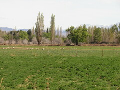 Oressochen melanopterus