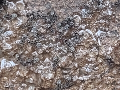 Liometopum apiculatum