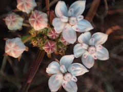 Asclepias graminifolia