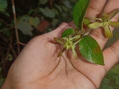 Tetrapterys discolor