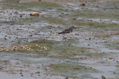 Arenaria interpres interpres