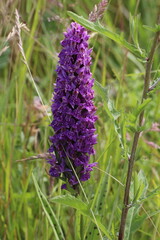 Dactylorhiza purpurella