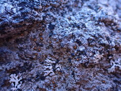 Caloplaca litoricola