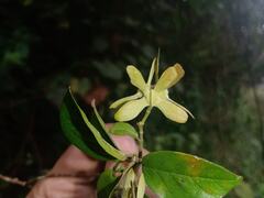 Tetrapterys discolor