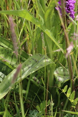 Dactylorhiza purpurella