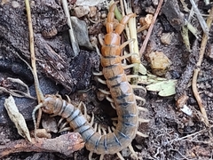 Scolopendra viridis