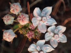 Asclepias graminifolia