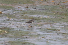 Arenaria interpres interpres