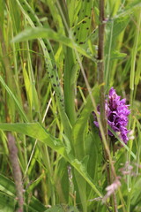 Dactylorhiza purpurella