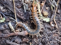 Scolopendra viridis