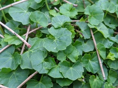 Viola banksii