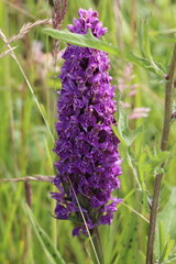 Dactylorhiza purpurella