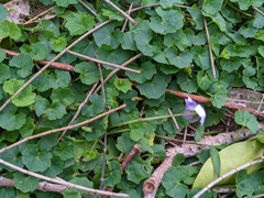 Viola banksii