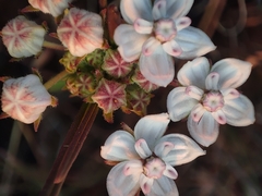 Asclepias graminifolia