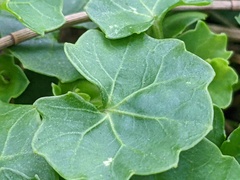 Viola banksii