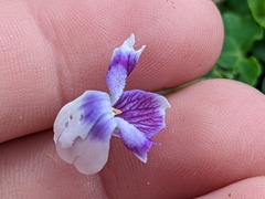 Viola banksii
