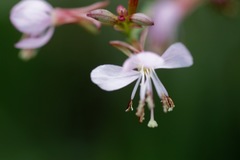 Oenothera hexandra