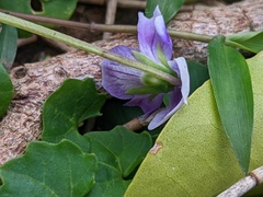 Viola banksii