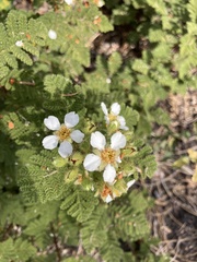Chamaebatia foliolosa