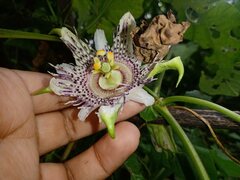 Passiflora adenopoda