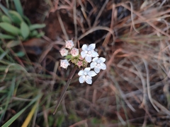 Asclepias graminifolia