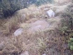 Pogonomyrmex barbatus