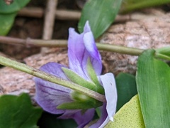 Viola banksii