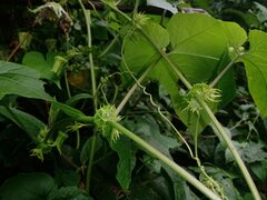 Passiflora adenopoda