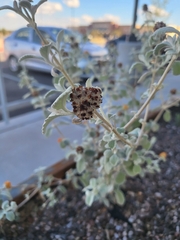 Buddleja marrubiifolia