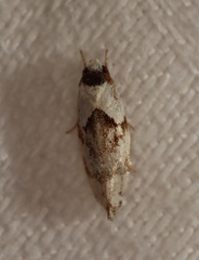 Euphiltra epilecta