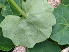 Viola banksii