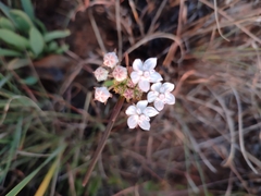 Asclepias graminifolia