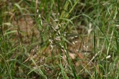 Bouteloua chondrosioides