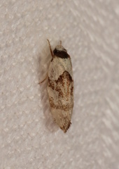 Euphiltra epilecta